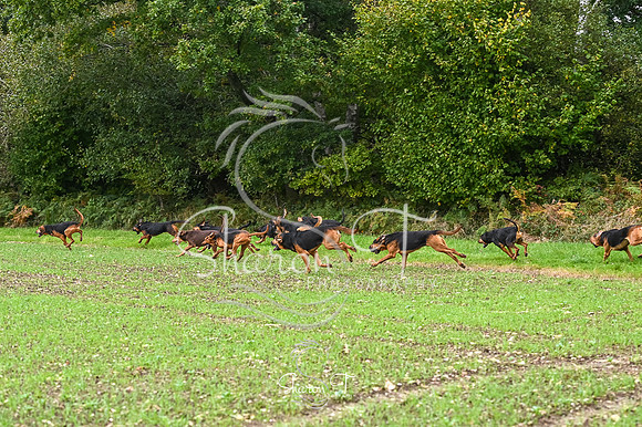 STP_3674