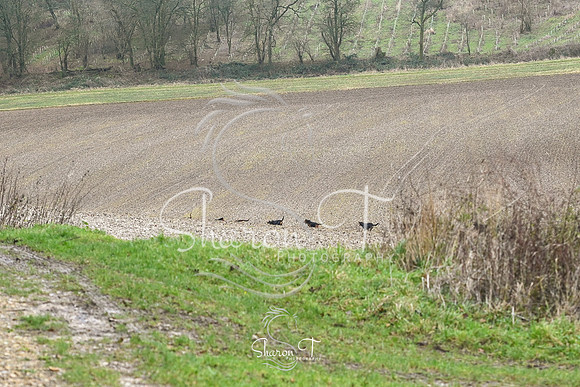 STP_7459