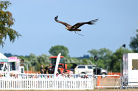 Bird display