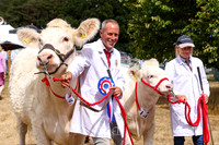 Cattle