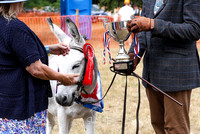 Donkeys
