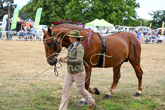 STP_4227