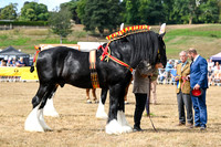 Heavy Horses