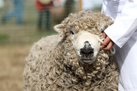 Sheep & Alpacas