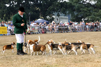 Hound display