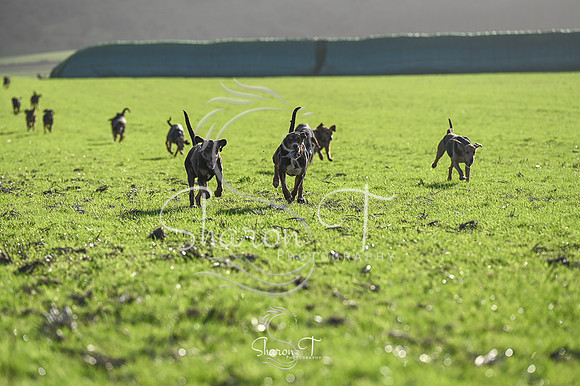 STP_0361