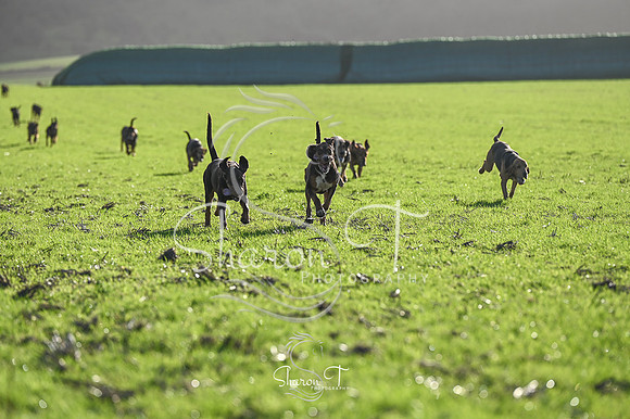 STP_0362