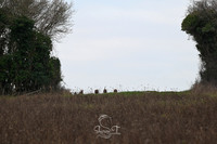 STP_2738