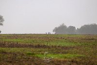 STP_3975