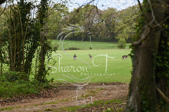 STP_0142