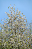 STP_0177