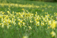 STP_0499