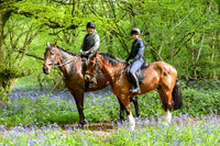 Camera 1 - Bluebell wood
