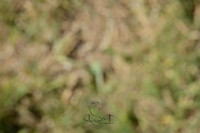 DSC_8314