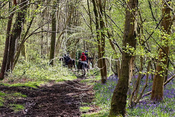 Bluebell Ride 1230-5709