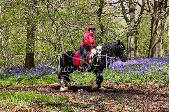 Bluebell Ride 1230-5706