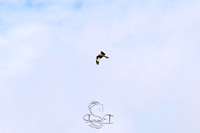 STP_3154