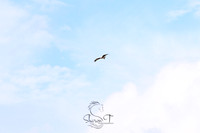 STP_3152