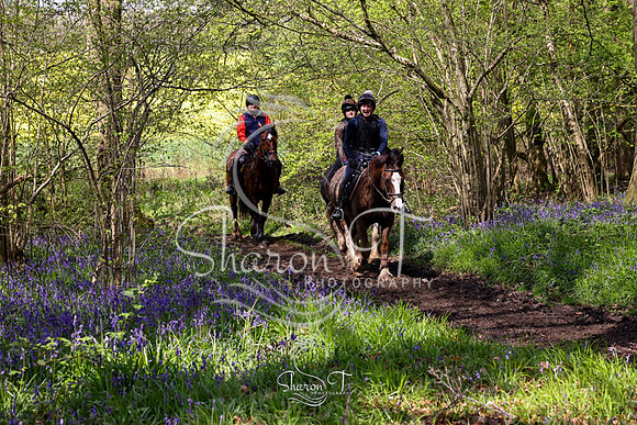 Bluebell Ride 1230-5712