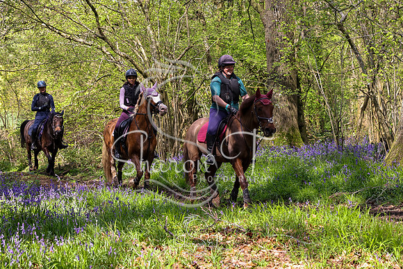 Bluebell Ride 1230-5689