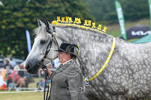 STP_6132