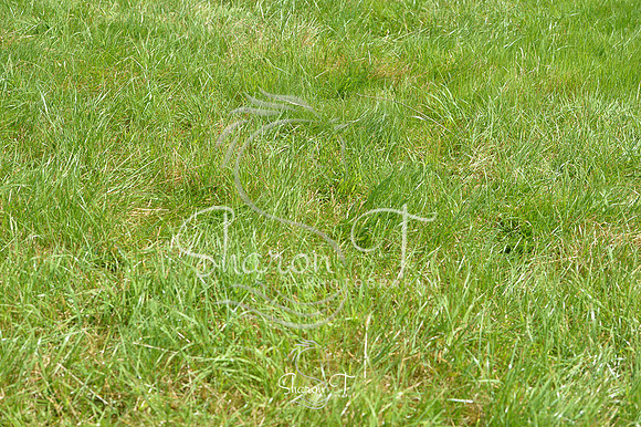 114632-DSB_1077