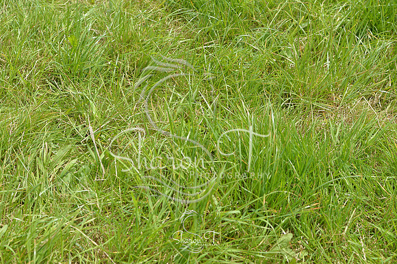 115546-DSB_1586