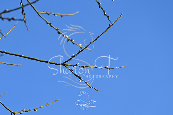 STP_0093