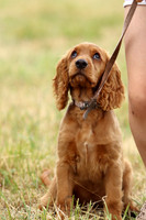All dog show classes
