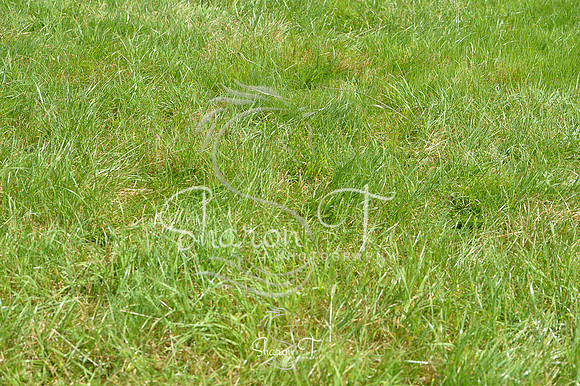 114630-DSB_1076