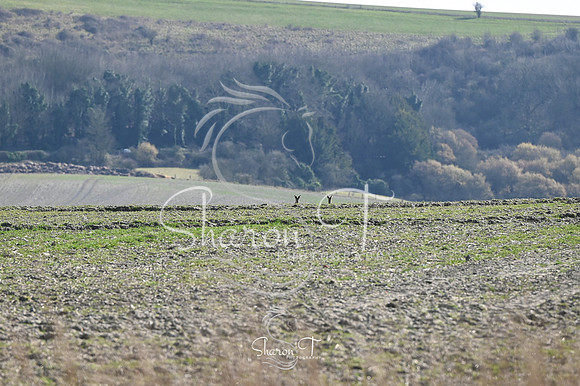 STP_0083
