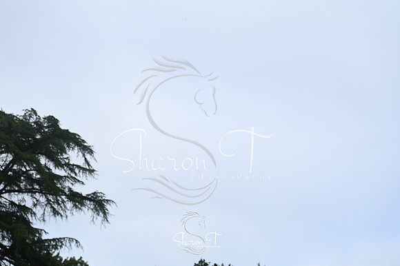 STP_5919